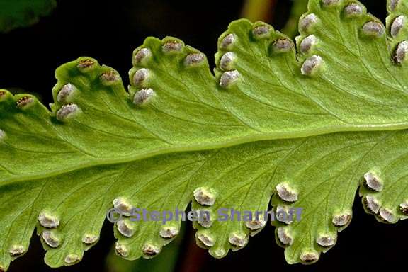 microlepia platyphylla 8 graphic